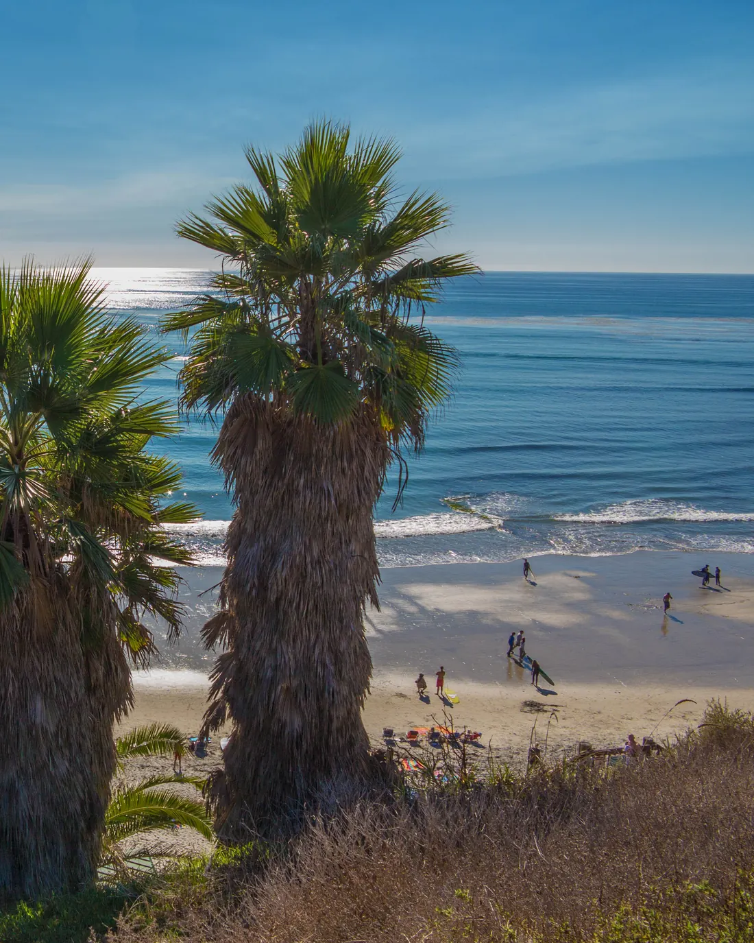 Tall palm trees on the bluff above Swami’s Beach in Encinitas, with surfers on the sand and waves rolling in